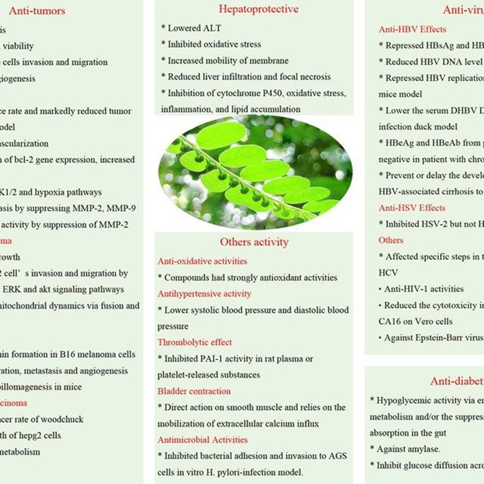 what is andrographis paniculata extract