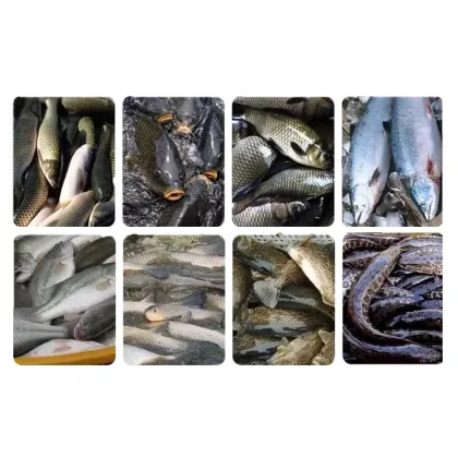 Wholesale Yellowtail and Whiting Fillets Processing Equipment in Factory Price