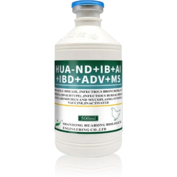 Vaccin inactivé ND IB H9 ADVMS