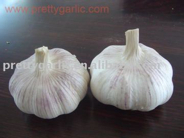 snow white garlic crop 2011