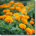 food grade lutein marigold extract powder