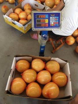 From 2018 new crop fresh pomelo