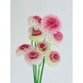 زهرة مغرفة الخطمي Scabiosa عالية الجودة لحفلات الزفاف