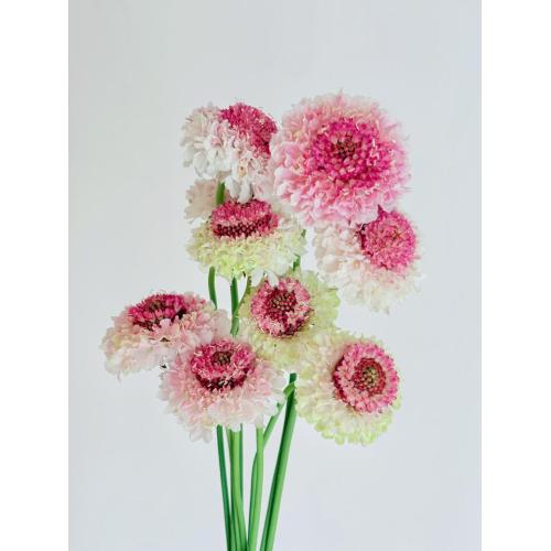 زهرة مغرفة الخطمي Scabiosa عالية الجودة لحفلات الزفاف