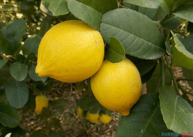 high quality100% natrual lemon essential oil wholesale
