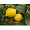 high quality100% natrual lemon essential oil wholesale