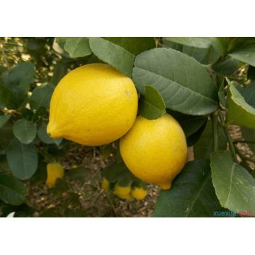 high quality100% natrual lemon essential oil wholesale