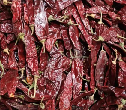 High Quality Red Chilli Paprika Seeds