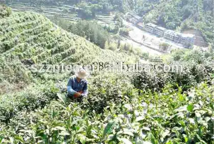 white fanning tea organic chinese green tea health benefits green tea