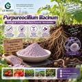 مسحوق الميكروبات Purpureocellium lilacinum لعلاج الديدان الخيطية وإدارة منطقة الجذر