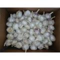 Wholesale Normal Garlic 2020