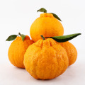 Top Quality Valencia Oranges