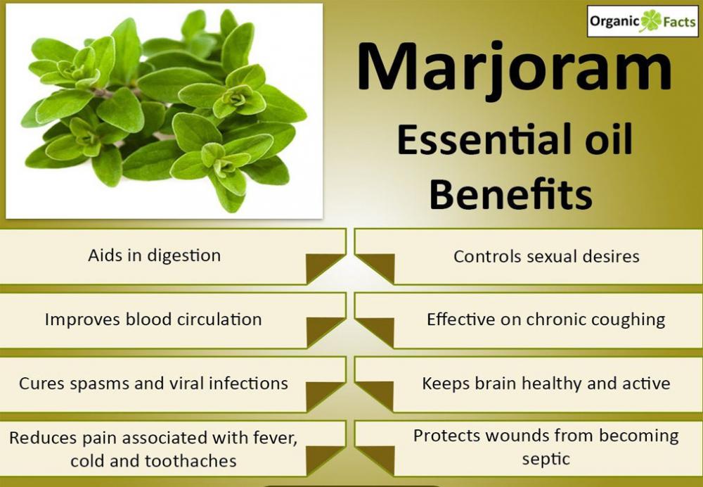 Factory supply premium quality marjoram essential oil