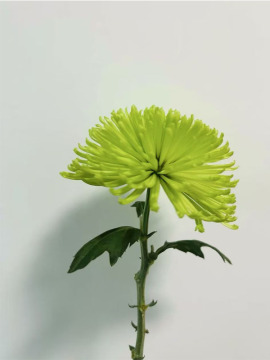 Green Anna Firework chrysanthemum