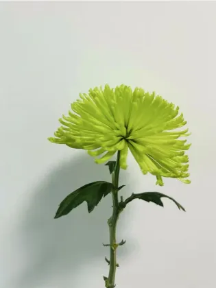 Green Anna Firework chrysanthemum