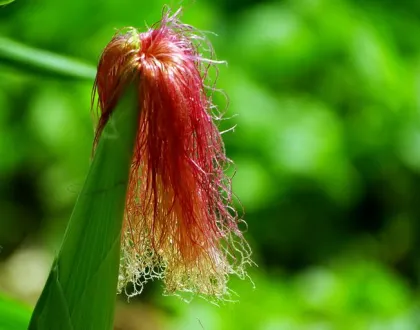 Corn Silk Extract Powder