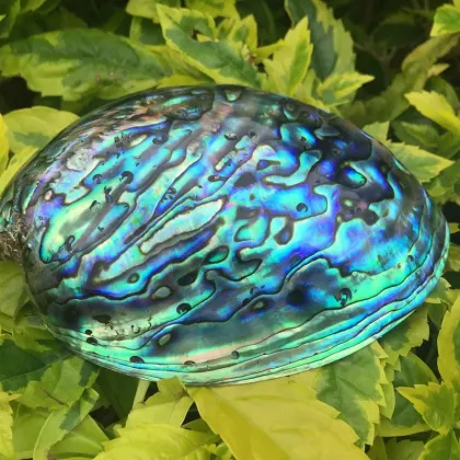Wholesale Large Stock Polished New Zealand Abalone Paua Shells