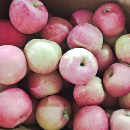 Yantai Produced Red Fuji Apple