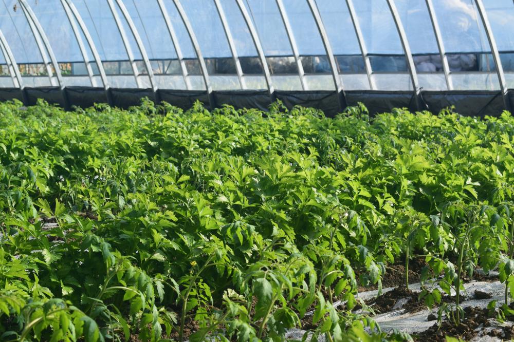 Greenhouse à énergie solaire