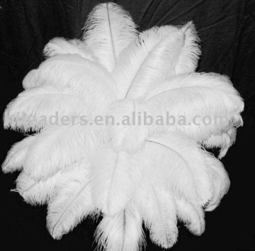 Ostrich Feather