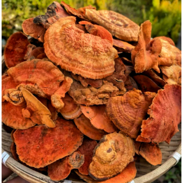 Natural Polysaccharide 10%-50% Antrodia Cinnamomea Extract