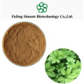 Gynostemma Pentaphylla Jiaogulan Extract Powder