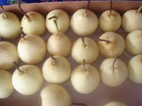 Fresh Botou Ya Pear