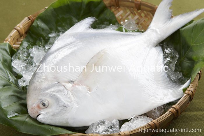 pomfret d&#39;argento congelato fresco