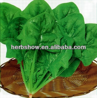 Spinach Seeds With 30-40 Days Growth Period