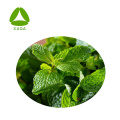Pfefferminzblatt-Extrakt-Pulver Menthol 99%