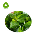 Peppermint Leaf Extract Powder Menthol 99%