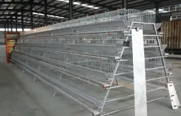 A Type Meat Chicken Equipment