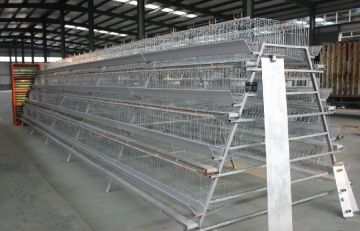 A Type Egg Chicken Equipment
