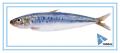 Konserverad sardin / Tonfisk Tomatjuiceolja