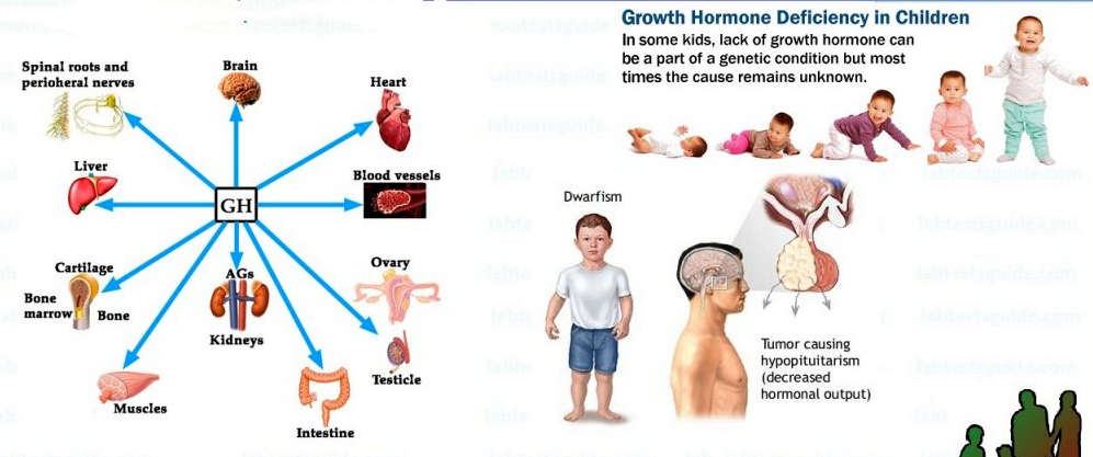 human growth hormone benefits