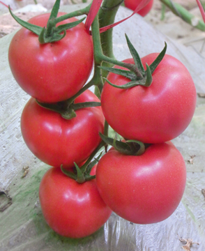 F1 hybrid tomato seeds for sale