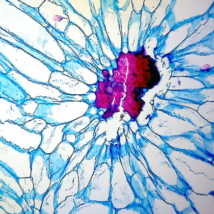 BestScope BS-2082MH10 Infinite Optical System Multi-Head Research Biological Microscope