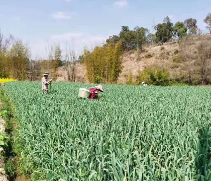 Jinxiang native fresh garlic