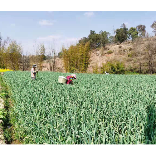 Ail frais indigène de Jinxiang