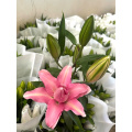 كان يان يدير Double Oriental Lily
