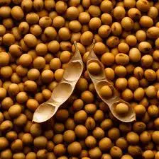 soybeans