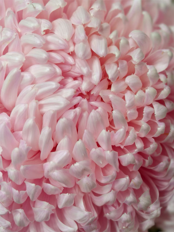 light pink ping-pong chrysanthemum3