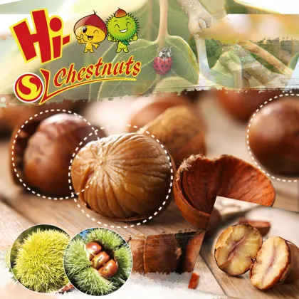 Roasted Ringent Chestnut Healthy Nuts Snacks
