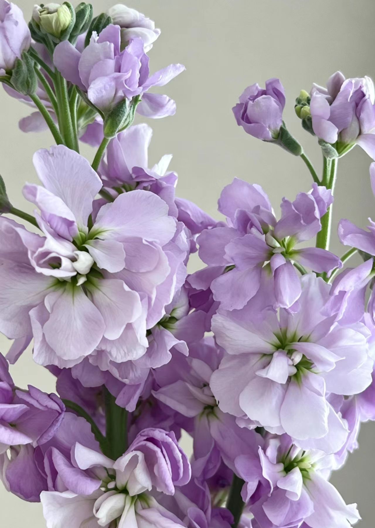 Light purple Violet