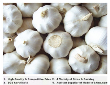 Fresh White Garlic (2014)