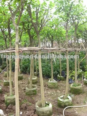 Hong Kong Orchid Tree