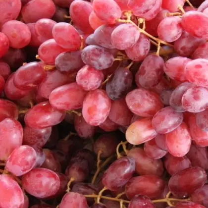 red grapes from South