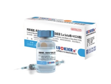 ND+IB Live Vaccine La Sota + H120