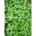 Best Jual Natural Nepeta oil Menangis minyak forsythia