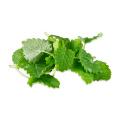 lemon balm extract supplement uses for anxiety